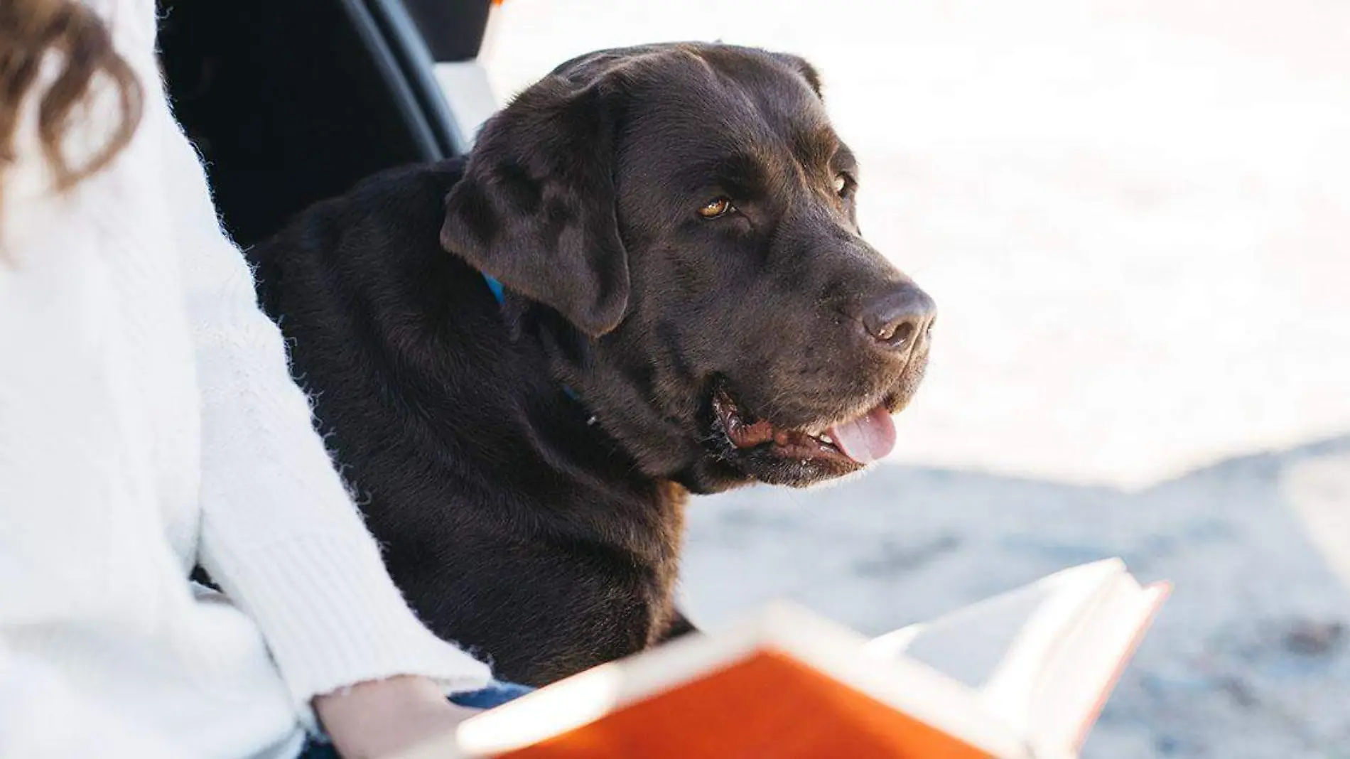 Son diverasas las imágenes de perros que son recibido “con los brazos abiertos” por sacerdotes